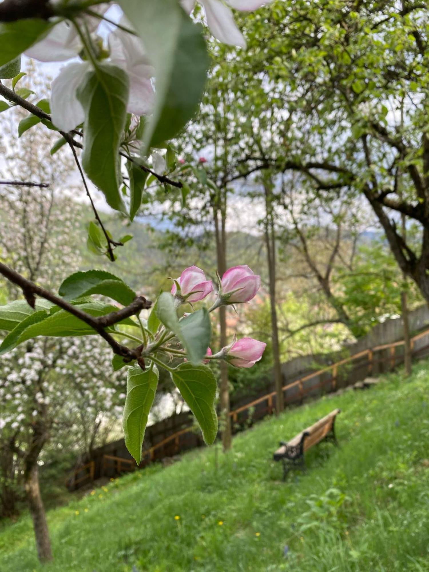 Skay Loft Bed & Breakfast Brasov Luaran gambar